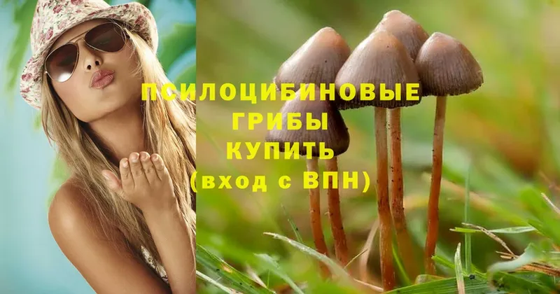 Псилоцибиновые грибы Magic Shrooms  гидра рабочий сайт  Северо-Курильск  закладки 